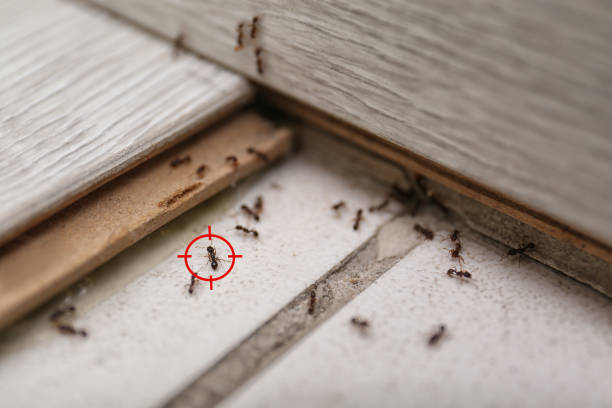 Best Commercial Pest Control Services  in Osseo, WI