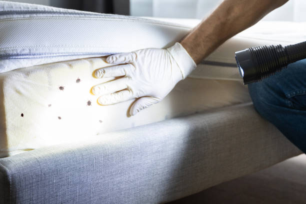 Best Pest Inspection Near Me  in Osseo, WI