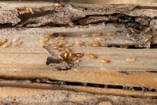 Best Emergency Pest Control  in Osseo, WI