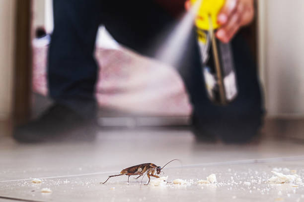 Best Flea Control Services  in Osseo, WI